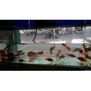 亚马逊水族馆热带鱼