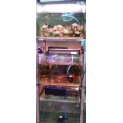 亚马逊水族馆水族箱热带鱼